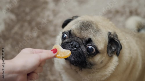 A funny and surprised pug dog sniffs a slice of mandarine and eats it with joy and pleasure