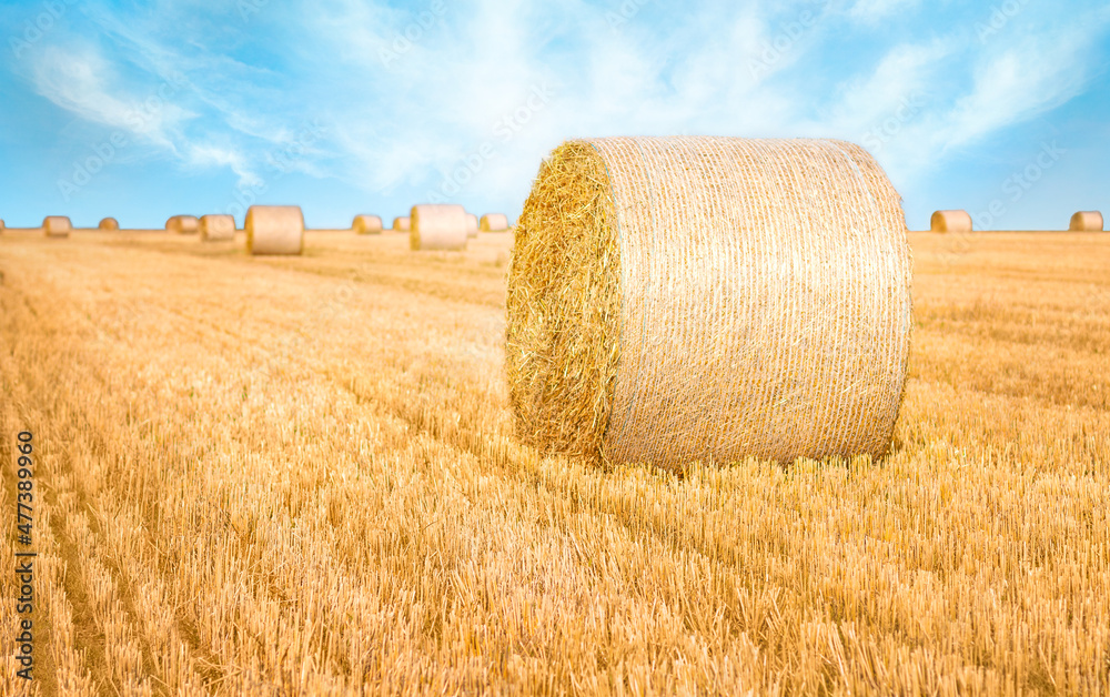 Vibrant scene of freshly cropped farmland with a number of hay bales. Accompanied by a cloudy skyline with beautifully saturated, accent colors.