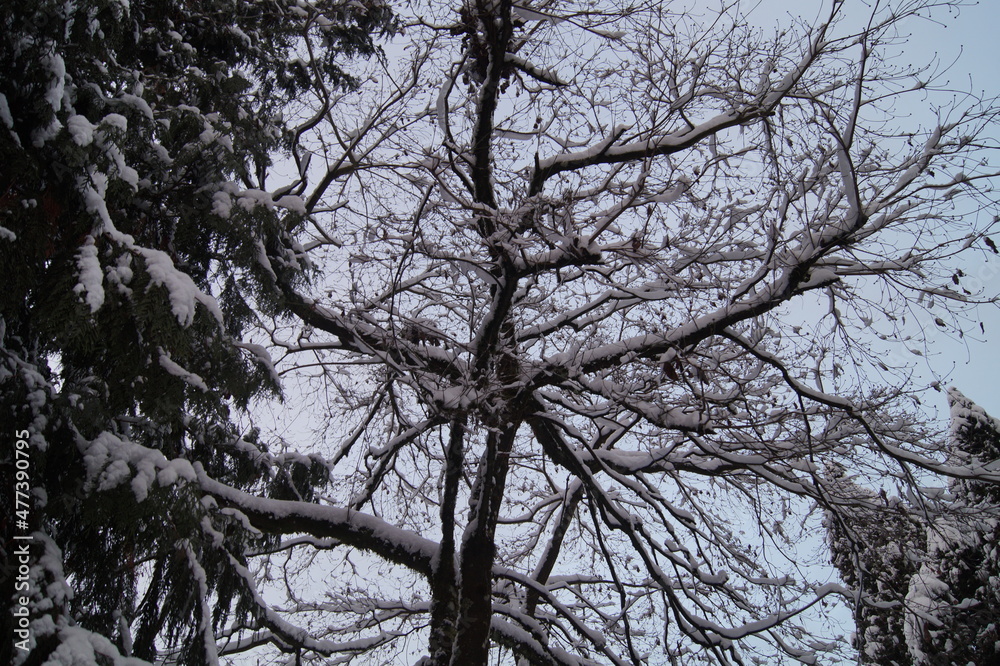 Tree branches covered by snow Tree branches covered by snow