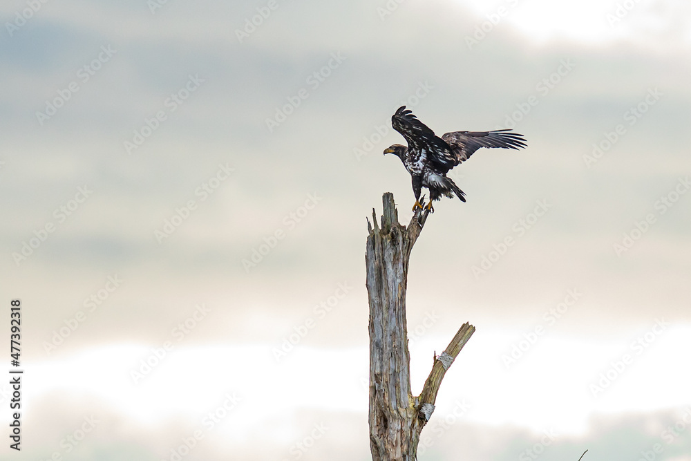 Fearsome Juvenile Bald Eagle Prepares to Land on Perch