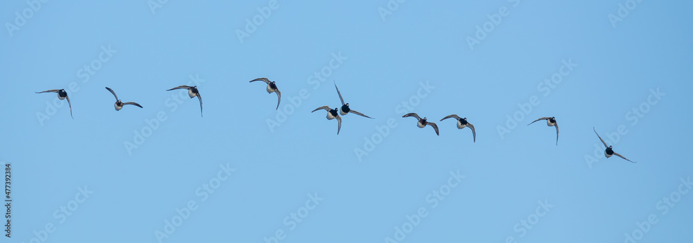 Small Flock of Lesser Scaup Prepare to Land on a Wetlands Pond Small Flock of Lesser Scaup Prepare to Land on a Wetlands Pond