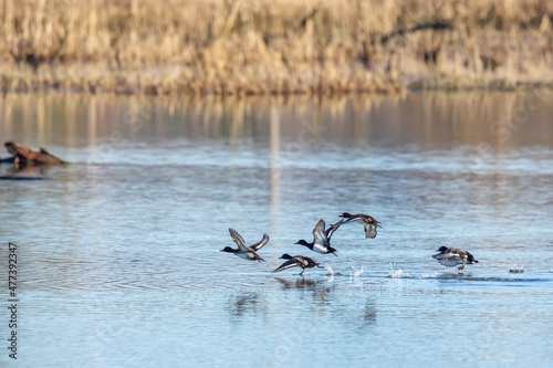 Small Flock of Lesser Scaup Take Off a Wetlands Pond