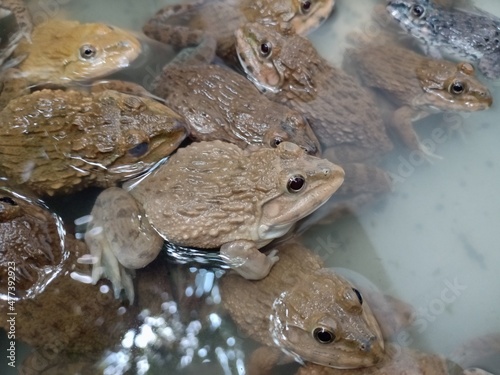 Frogs and their friend in the water.