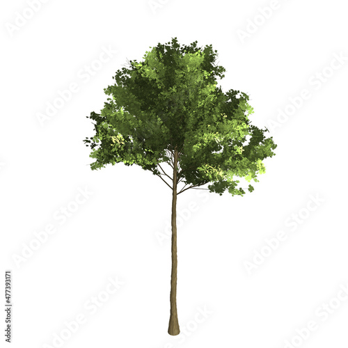 Green tree 3D rendering graphic picture isolated on white background. For decorating the garden and forest.