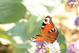 Aglais io butterfly on a hydrangea flower. Selective focus.