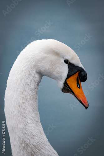 Close-up shot of white swan photo