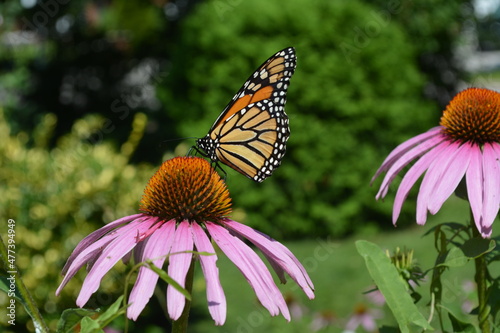 Monarch butterfly perched on pink flower in close up photo