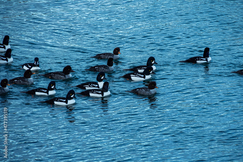 a flock of golden-eye ducks swimming on the ocean under the shade