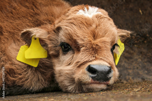 Portrait of an aurochs calf
