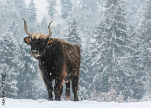Fotótapéta An aurochs cow on a winter pasture during snowfall