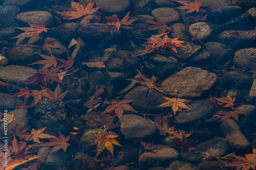 Fallen leaves of maple are under the water of pond.