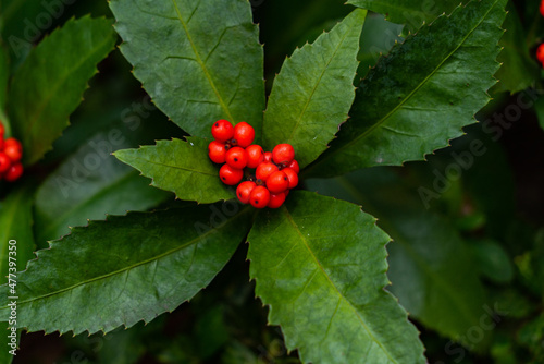 Japanese Sarcandra bearing red seeds in Fukuoka city, JAPAN.
