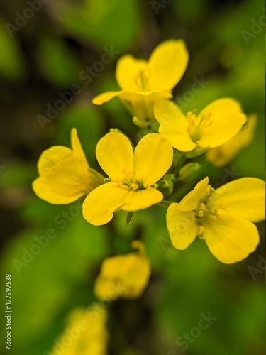 Beautiful yellow mustard flowers or canola or rapeseed in Bangladesh.