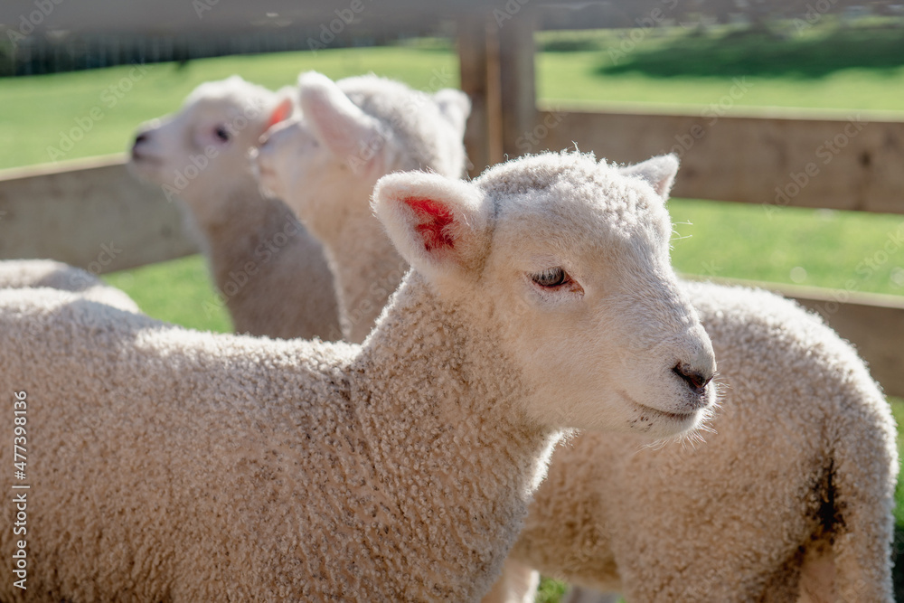 Young Spring Lambs by Fence Waiting Feeding on a Sunny Afternoon