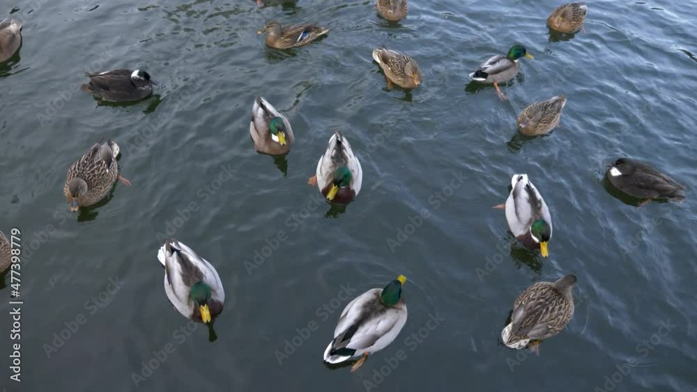A pond full of duck mallard swimming around, high angle close up A pond full of duck mallard swimming around, high angle close up