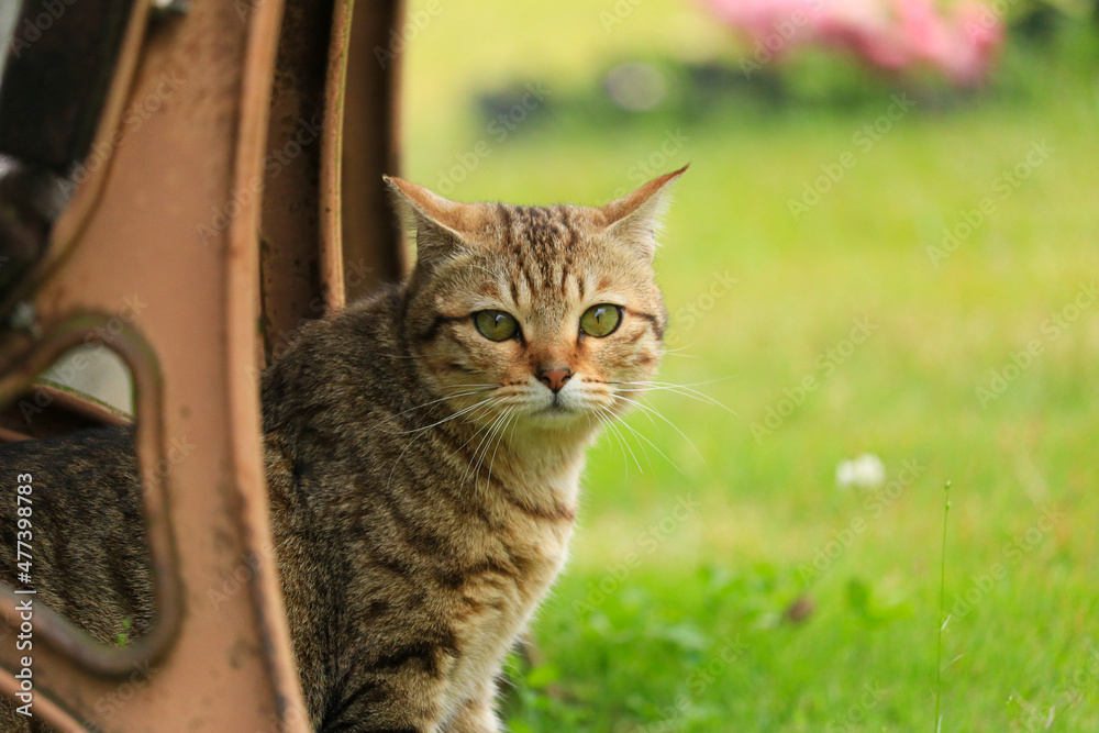 cat on the fence cat on the fence