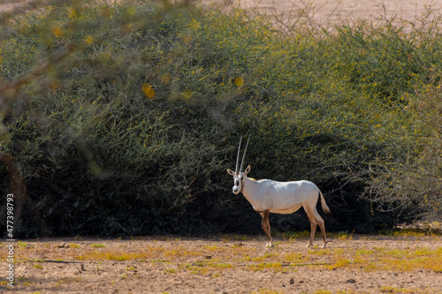 Arabian oryx or white oryx photo