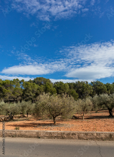 Olive tree cultivation. Olive tree cultivation in Sagunto Valencian Community. Valencia Spain.