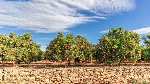 Growing ripe oranges. Orange cultivation in Sagunto Valencian Community. Valencia Spain.