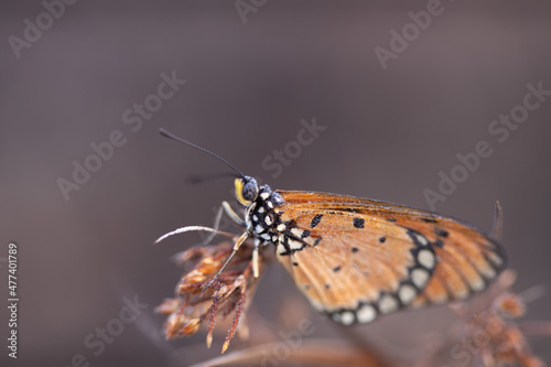 beautiful yellow butterfly in the garden, beautiful butterfly with background copy space text © parianto