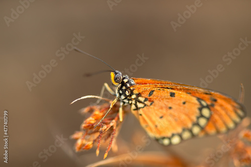 beautiful yellow butterfly in the garden, beautiful butterfly with background copy space text © parianto