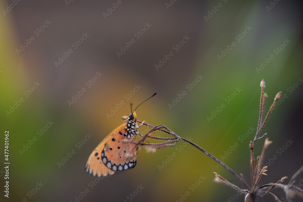 Obraz premium beautiful yellow butterfly in the garden, beautiful butterfly with background copy space text