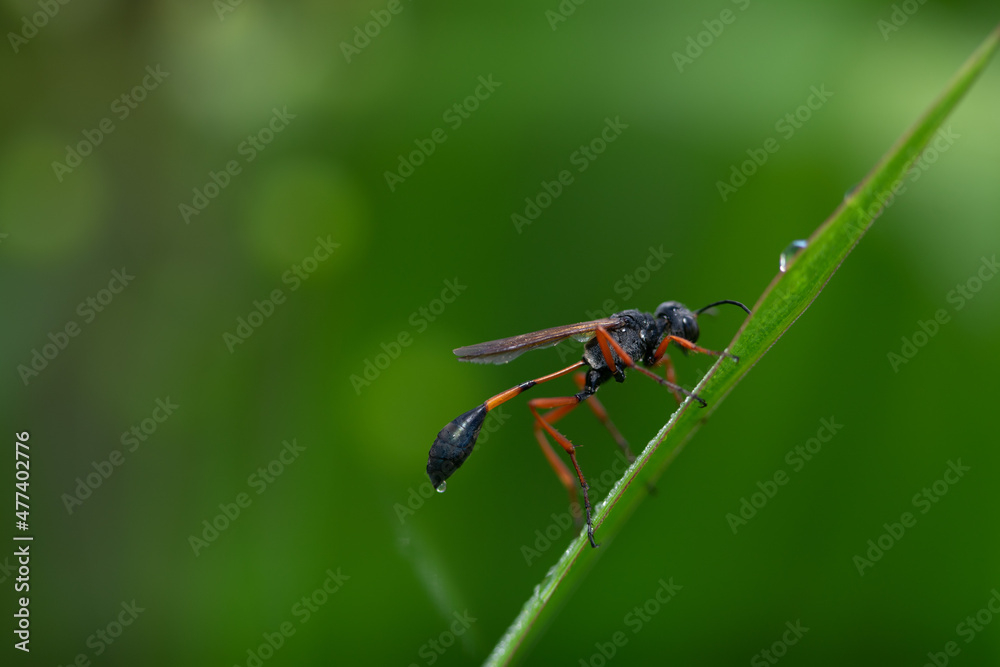 beautiful yellow beetle in the garden,
beautiful wasp with background copy space text beautiful yellow beetle in the garden,
beautiful wasp with background copy space text