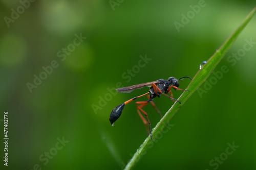 beautiful yellow beetle in the garden, beautiful wasp with background copy space text © parianto