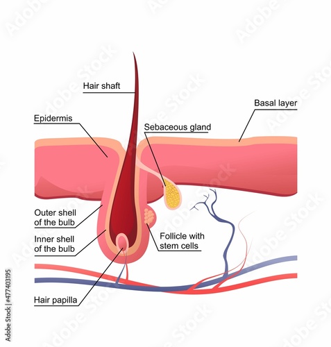 human hair structure educational poster