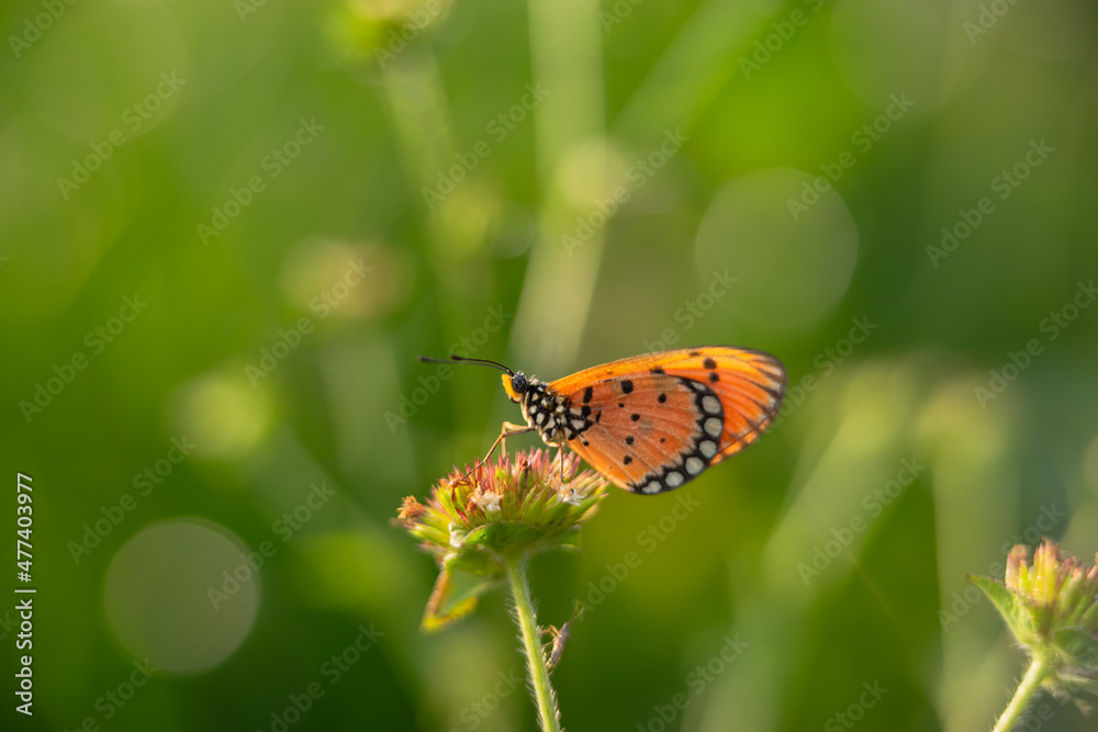 beautiful yellow butterfly in the garden,
beautiful butterfly with background copy space text