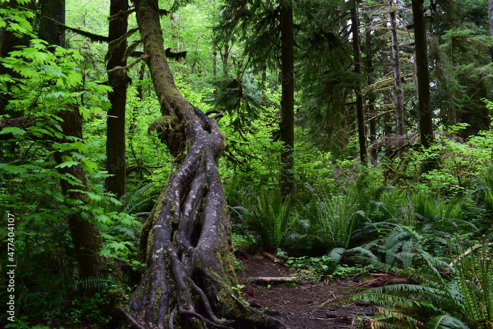 Twisting Roots Twisting Roots