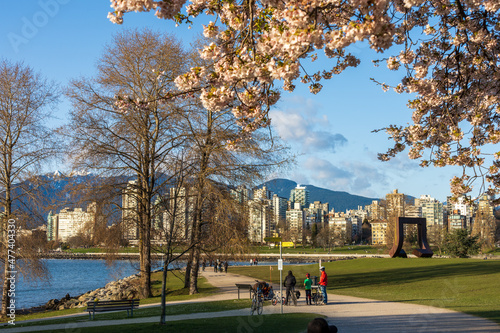 Vancouver City, BC, Canada - April 4 2021 : Vanier Park in springtime season. People are enjoying cherry blossoms in full bloom. photo