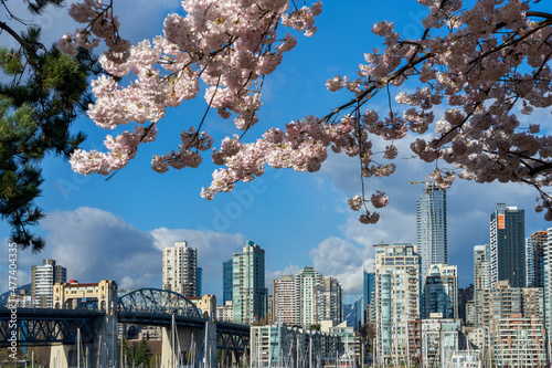 Vancouver City downtown skyscrapers skyline and Burrard Street Bridge. Cherry trees flowers full bloom in springtime. British Columbia, Canada. photo