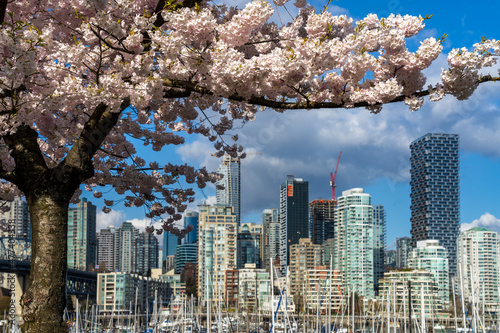 Vancouver City downtown skyscrapers skyline. Cherry trees flowers full bloom in springtime. British Columbia, Canada. photo