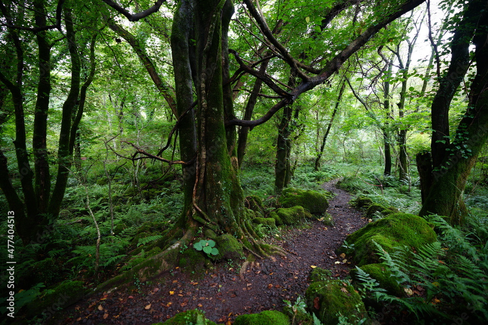 mossy rocks and old trees in a deep forest