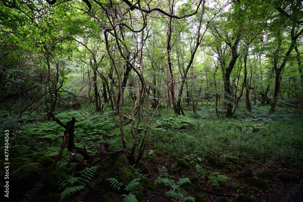 fern and vines in a primeval forest fern and vines in a primeval forest