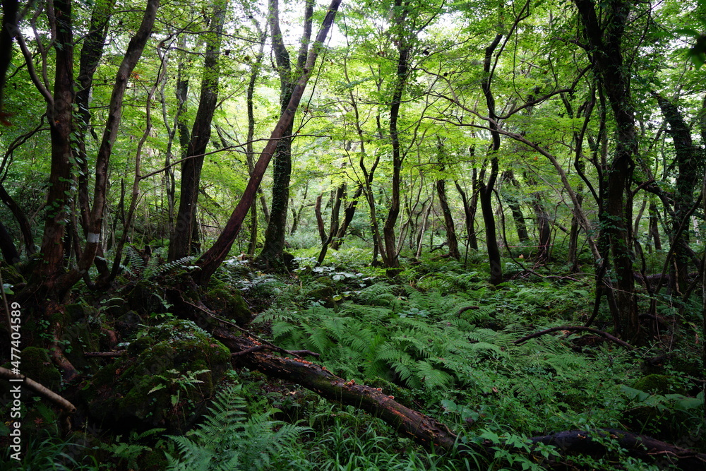 thick wild forest with fern and old trees