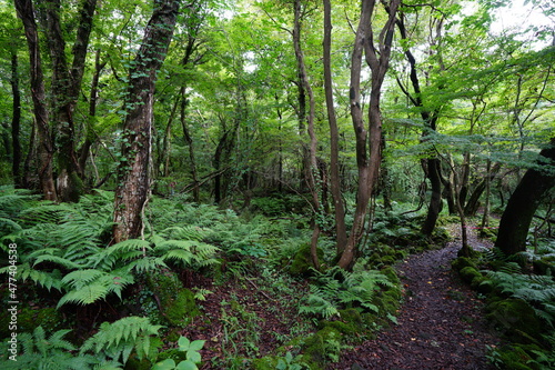 a refreshing summer forest with a path