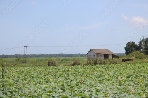 Lotus pond landscape with a house - Kerala