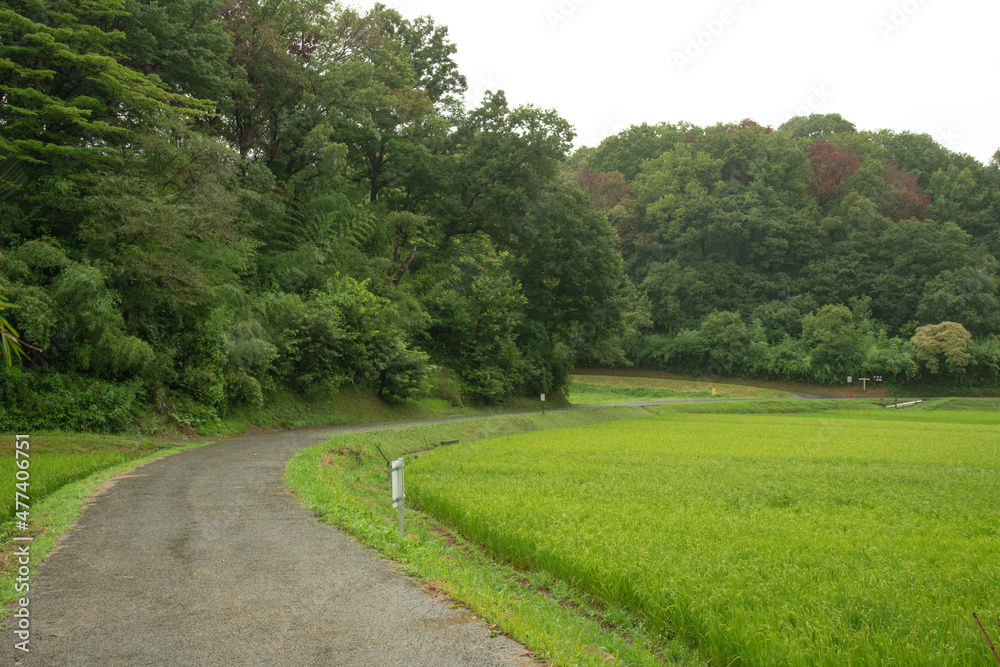 雨上がりの稲田と曲がり道の背景