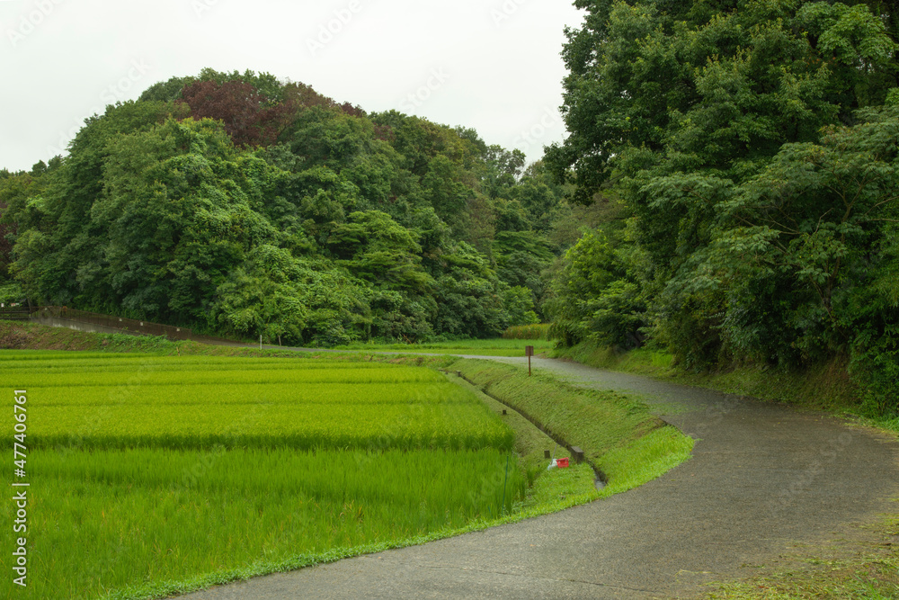 雨上がりの稲田と曲がり道の背景