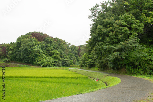 稲田と曲がり道の背景 © FU_MIO