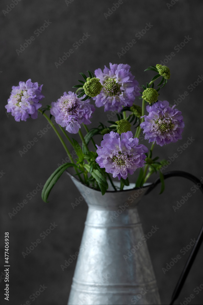 Fototapeta premium 紫色のスカビオサ