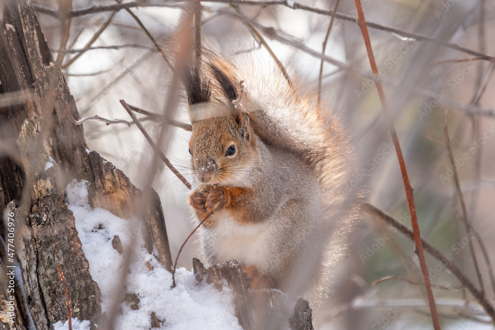 The squirrel with nut sits on tree in the winter or late autumn The squirrel with nut sits on tree in the winter or late autumn