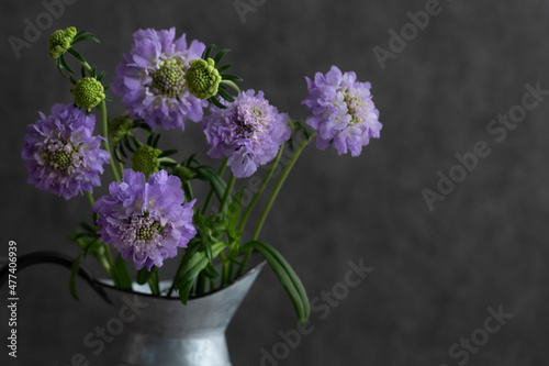 紫色のスカビオサ © Chikako Kamitori