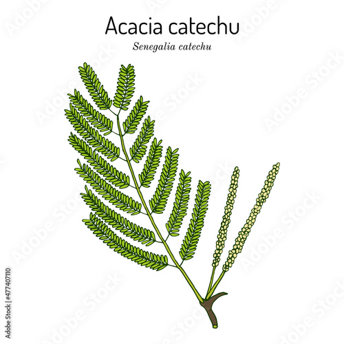 Acacia catechu Senegalia catechu , medicinal plant. photo