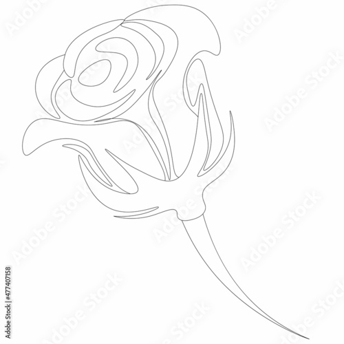 Black and white image of a rose