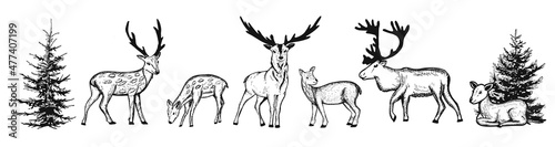 collection of reindeer hand drawing vector illustration. vector forest landscape with deer sketch. deer coloring doodle. scribble. Vector graphics. eps