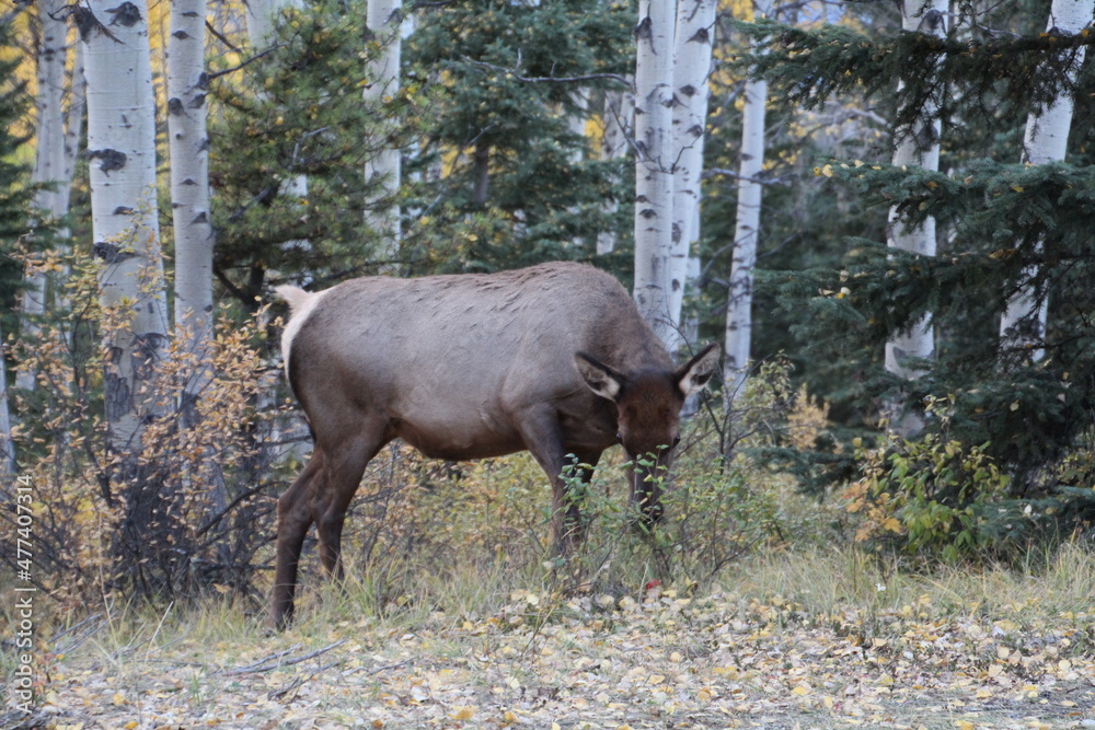 Elk In The Woods, Jasper National Park, Alberta Elk In The Woods, Jasper National Park, Alberta
