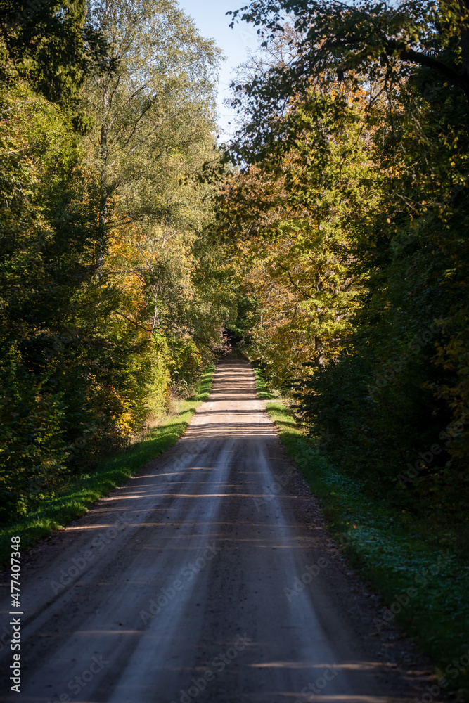 Selective focus photo. Forest road. Selective focus photo. Forest road.